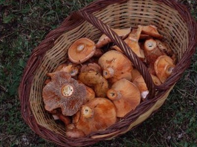  Wave mushrooms have many useful properties for the body.