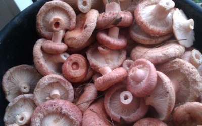  Features of the fungus mushrooms