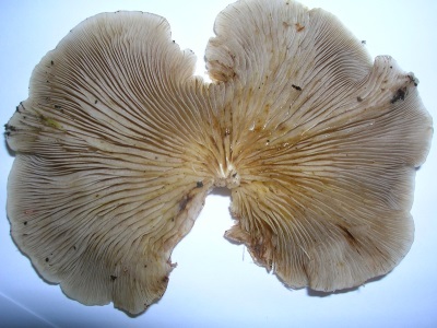  Oyster mushrooms are rich in many vitamins and various beneficial elements.