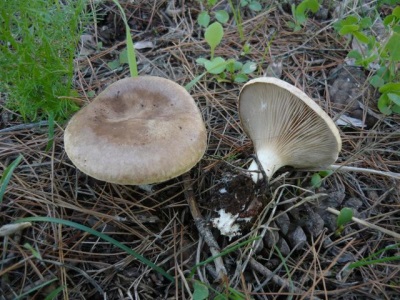  Steppe oyster mushroom