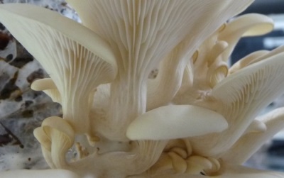  Oyster mushroom legs