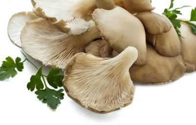  Oyster mushrooms help break down fats.