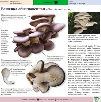  Common oyster mushroom