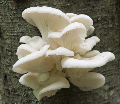  Oyster mushrooms grow on wood and are very common in Russia