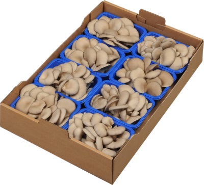  How not to be mistaken when buying oyster mushrooms