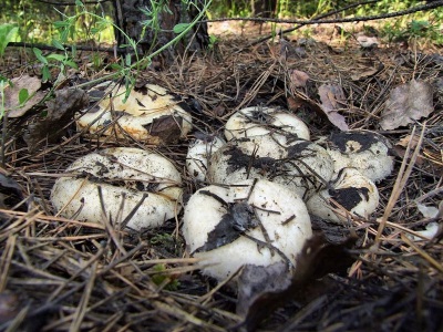  Milk mushrooms are spread in deciduous and mixed forests in the northern regions of Russia.