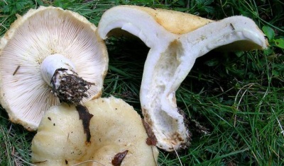  Milk mushrooms are highly valued due to their rich chemical composition.