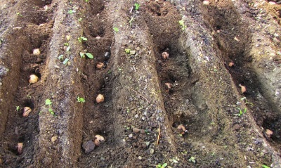  Planting Walnut Seeds in the Fall