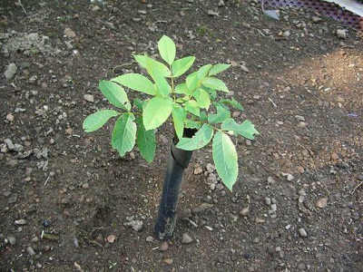  Care for a young walnut tree