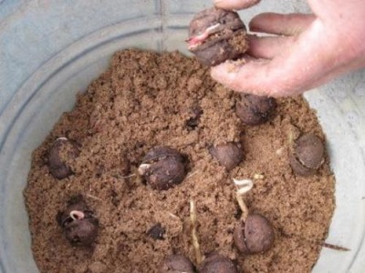  Growing walnuts at home