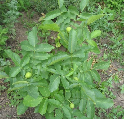  Walnut seedlings planted in the ground