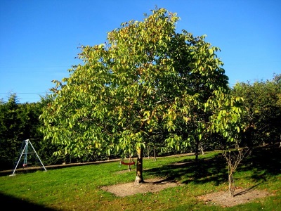  Growing walnut tree