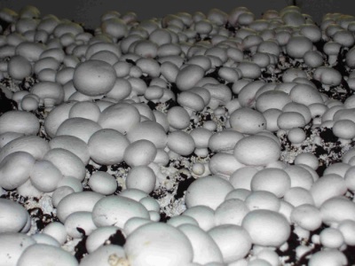  Mushroom cultivation