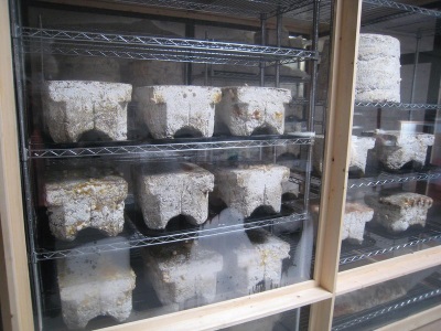  Cultivation of champignons in briquettes