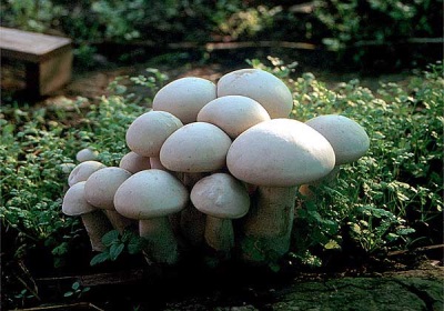  Mushroom cultivation in the country