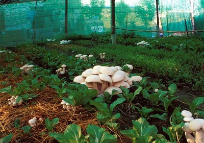  Mushroom cultivation in the greenhouse