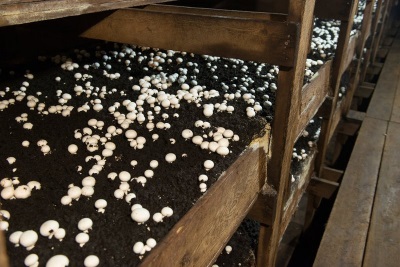  Mushroom cultivation in the garden