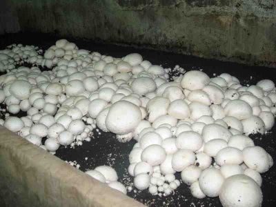  Mushroom cultivation in the basement