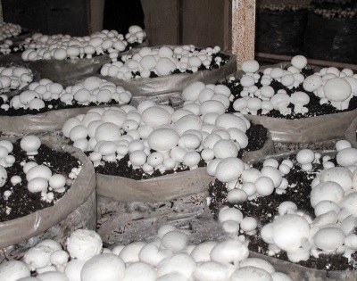  Mushroom cultivation in bags