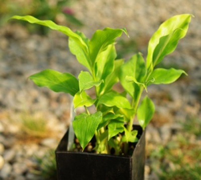  Young shoots galangal