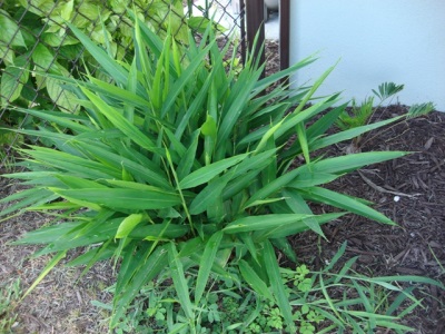  Growing kalgan at home