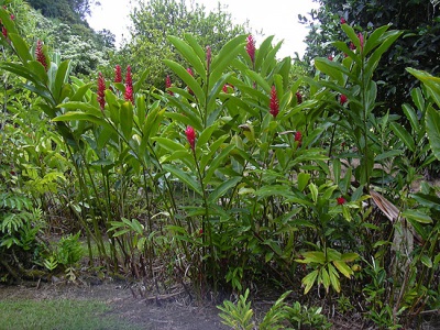  Kalgan blooming in red flowers