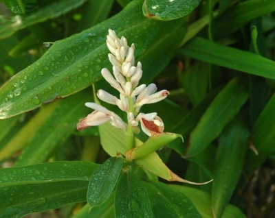  Blooming galangal