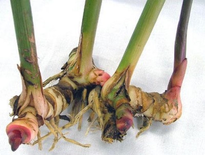  Kalgan Root