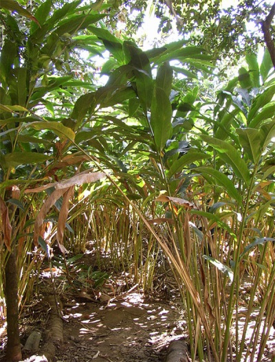  Cardamom Plantation