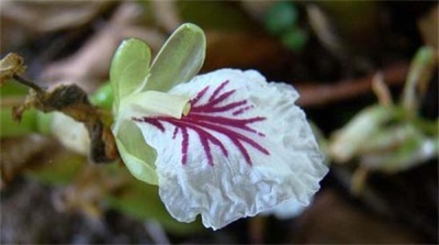  Cardamom flower