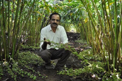  Cardamom in India