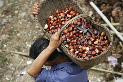  Chestnut collection