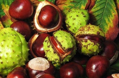  Horse chestnut