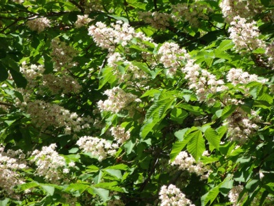  Horse chestnut flowers