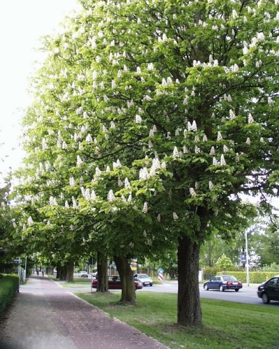  Horse chestnut