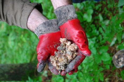  Characteristics of live cedar