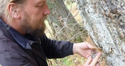  Collection of cedar gum by hand