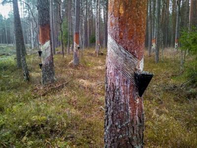  Collection of cedar gum resin by tapping