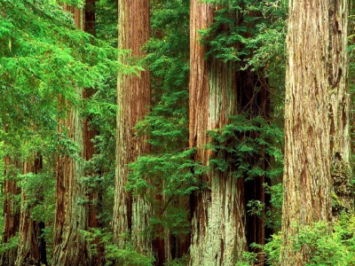  Interesting facts about sap and cedar tree