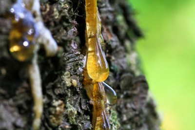  Resin is a cedar resin