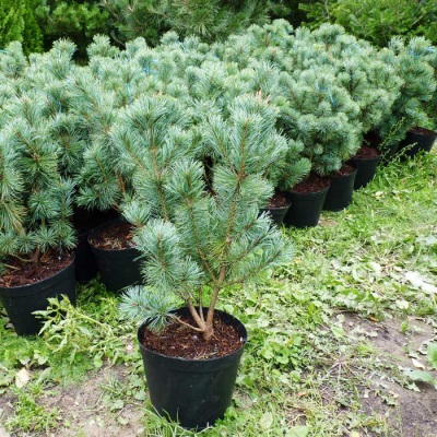  Growing pine cedar at home