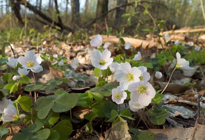  Oxygen in the forest