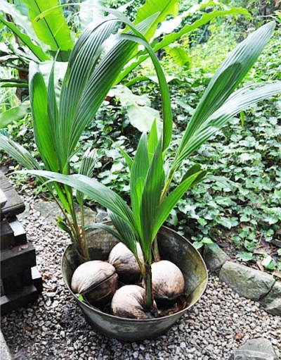  Growing coconut at home