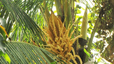  Coconut palm blossom