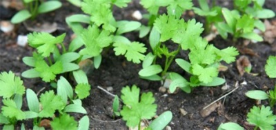  Young shoots of coriander