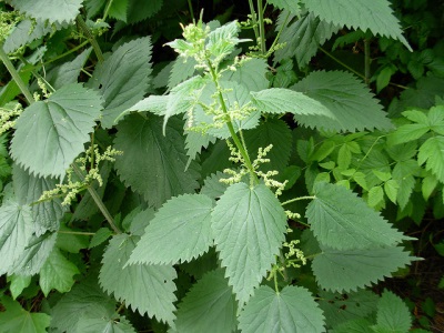  Csalánus bokor