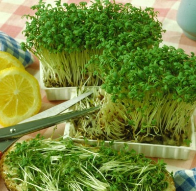  Cress Sowing campaign