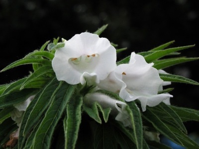  Sesame flowers