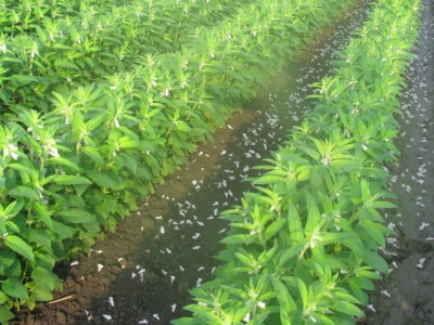  Sesame Cultivation