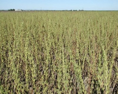  Sesame plantations